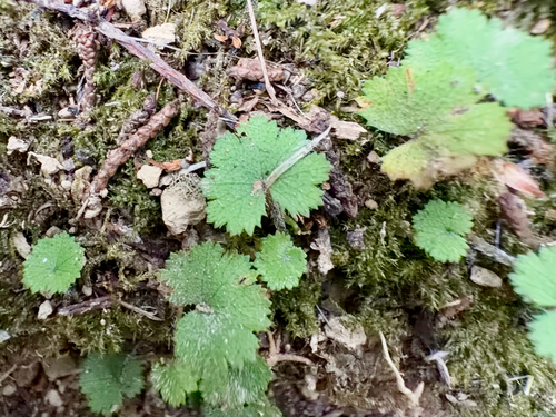 Hairy Pennywort (Hydrocotyle moschata)