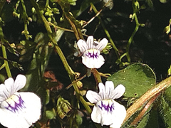 Nemesia elata