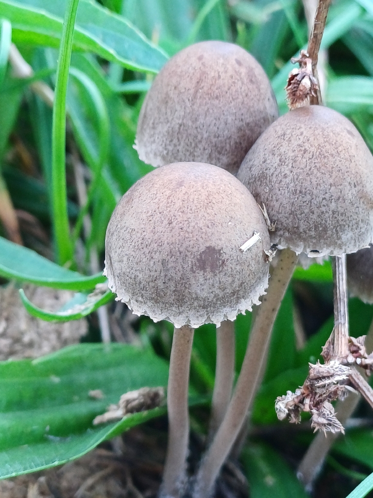 Panaeolus papilionaceus · April 2026 · photo: © steviakiwi23 (iNaturalist, cc0)