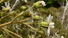 Brachyglottis hectorii