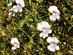 Nemesia elata