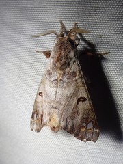 Pantelodes centralamericana