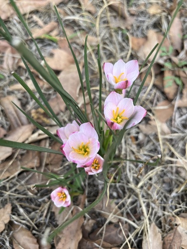 Zephyranthes fosteri (Zephyranthes fosteri)