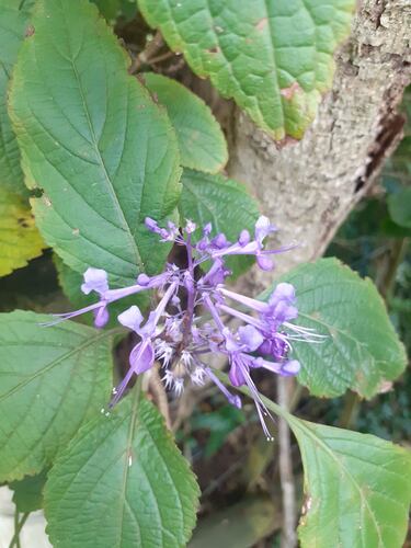 Ecklon spurflower (Plectranthus ecklonii)