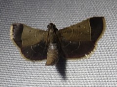 Hypsopygia amoenalis