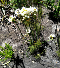 Ornithogalum dubium