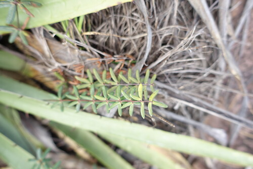 trans-Pecos cliffbrake (Pellaea ternifolia)