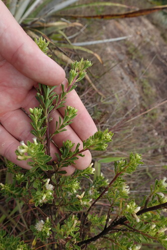 Baccharis tricuneata, photograph 4