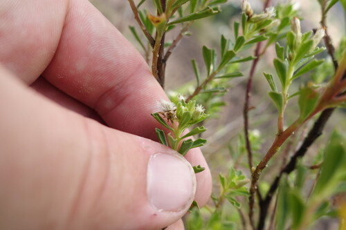 Baccharis tricuneata, photograph 5