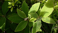 Brachyglottis hectorii