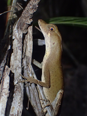 Anolis chrysolepis