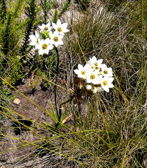 Ornithogalum dubium