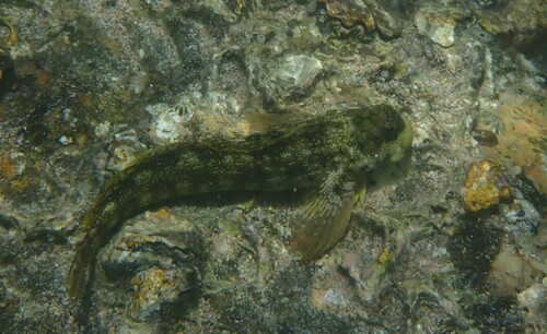 Entomacrodus vermiculatus observed 2026-02-18