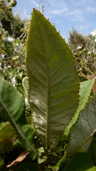 Brachyglottis hectorii