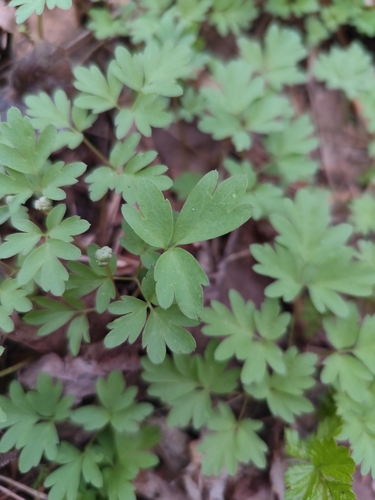 Muskusinis ūksminas