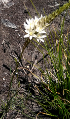 Ornithogalum dubium
