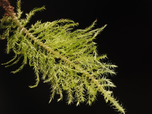 Common Feather-moss (Kindbergia praelonga)