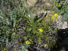 Senecio lemmonii