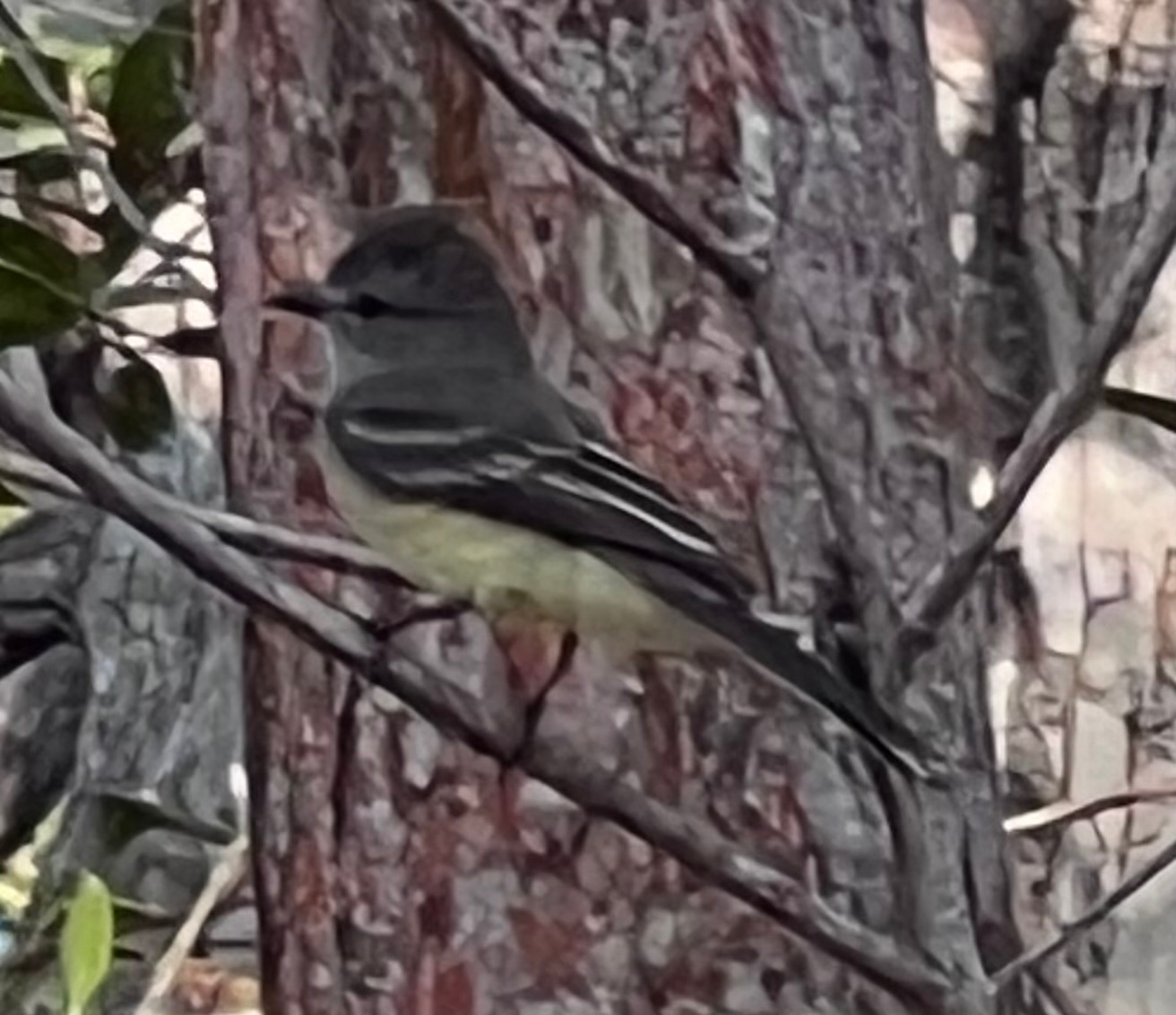 Northern Scrub Flycatcher (Sublegatus arenarum), photo 5
