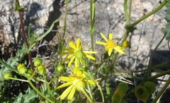 Senecio lemmonii