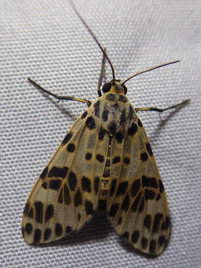 Heliura thysbodes