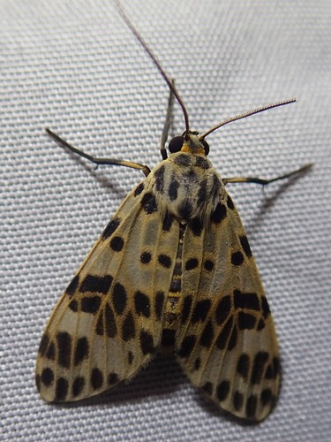 Heliura thysbodes