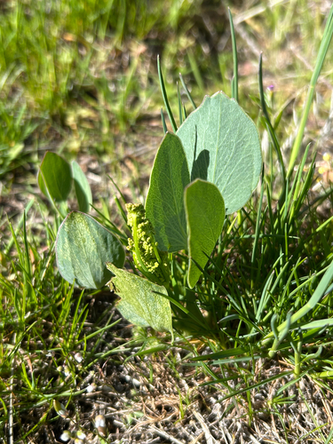 Barestem Biscuitroot (Lomatium nudicaule)