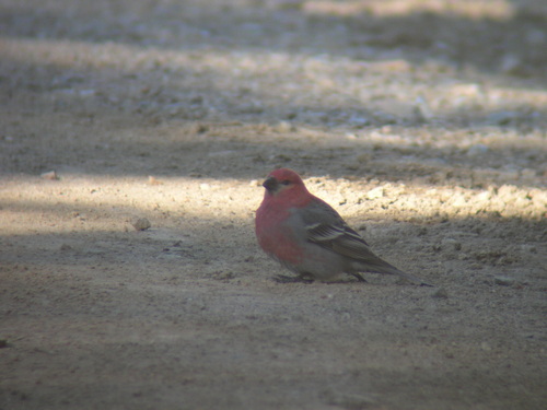 Pine Grosbeak