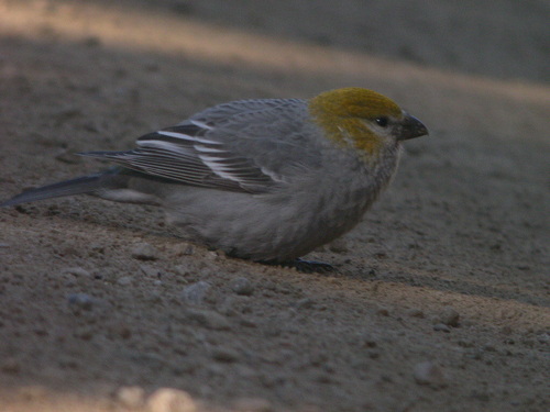 Pine Grosbeak