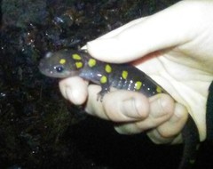Ambystoma maculatum