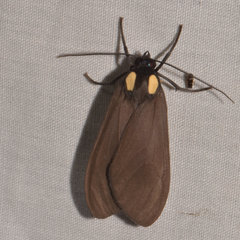 Opharus bimaculata