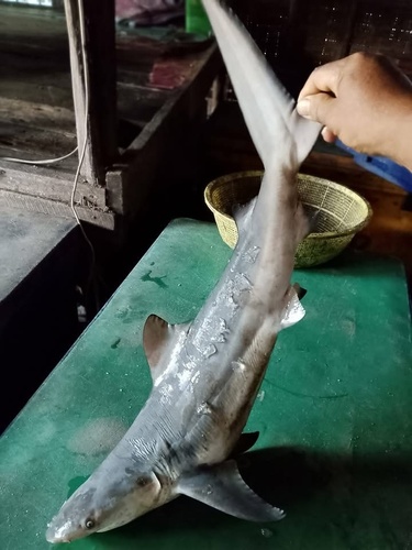 Bull Shark