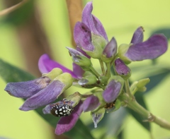 Mundulea sericea image