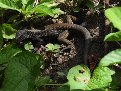 Providencia Ameiva photo 1