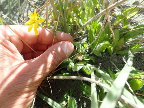 Leontodon saxatilis (Leontodon saxatilis)