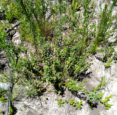 Podalyria buxifolia