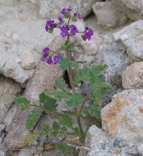 Notch-Leaf Scorpionweed