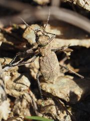 Cicindela sylvicola