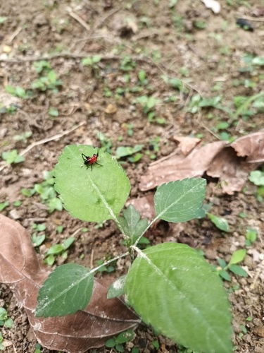 Black-kneed Meadow Katydid photo 5