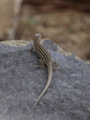 Rainbow Whiptail photo 2