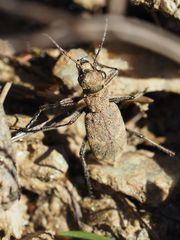 Cicindela sylvicola