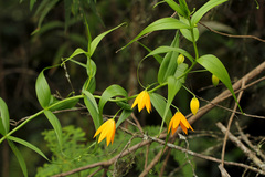 Gloriosa modesta