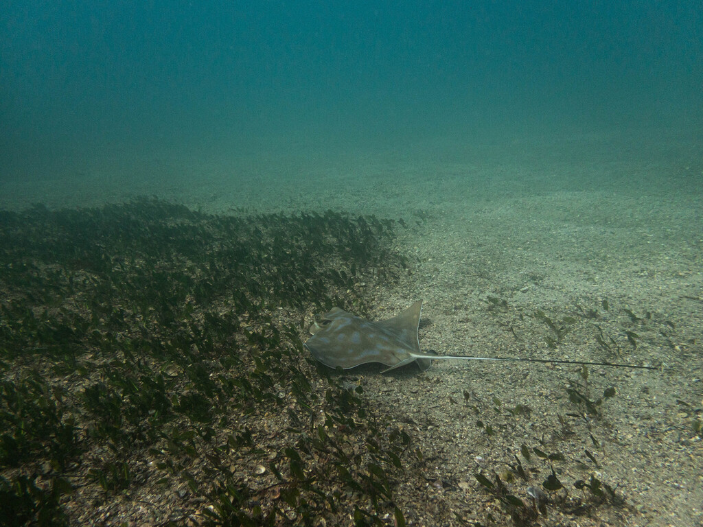 Lesser Southern Ray Southern Eagle Ray from Cabbage Tree Bay, AU-NS-MN, AU-NS, AU on April ...