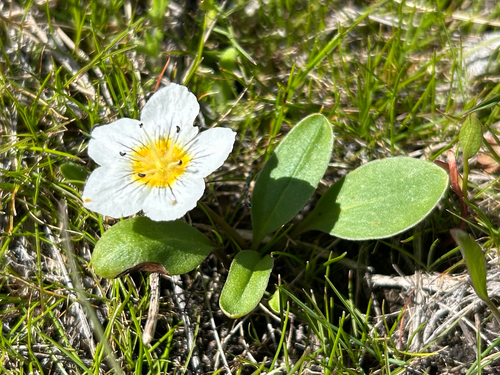 dwarf hesperochiron (Hesperochiron pumilus)