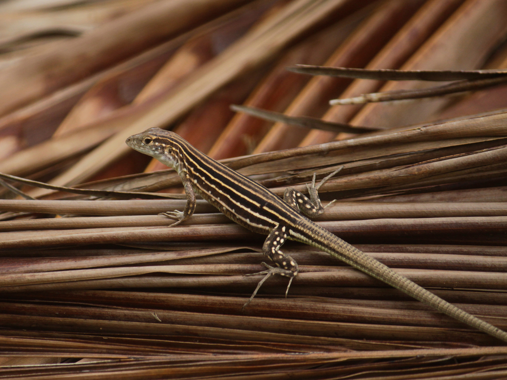 Rainbow Whiptail