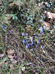 Vinca minor