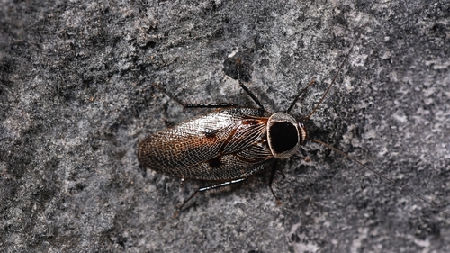 Allacta bimaculata