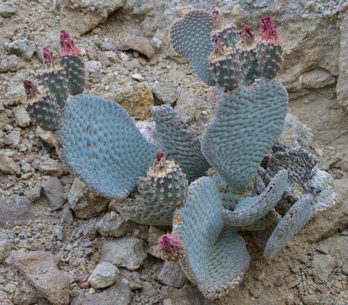Beavertail Pricklypear