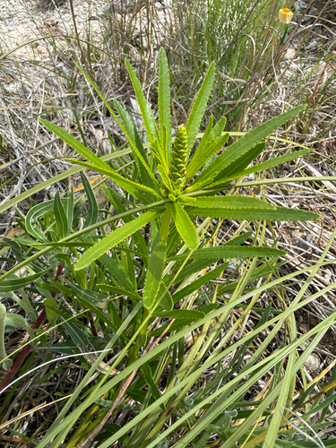 Texas Stillingia (Stillingia texana)