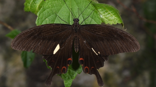 Red Helen Swallowtail